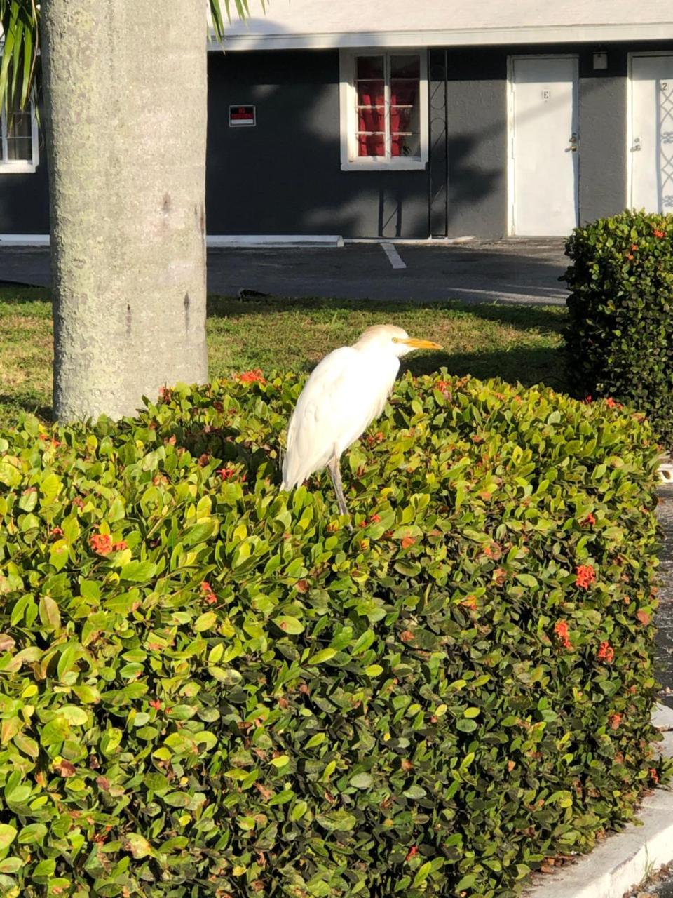 Bay Breeze Inn Bradenton Downtown Экстерьер фото